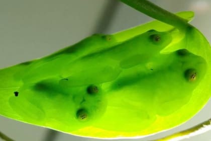Las ranas de cristal pasan el día durmiendo prácticamente invisibles sobre hojas