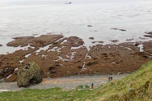 “Isla de las ratas”: desalojan a miles de roedores tras siglos de invasión