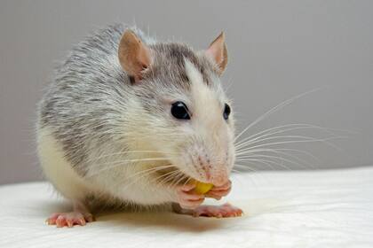Las ratas noruegas resultaron ser el menor de sus problemas