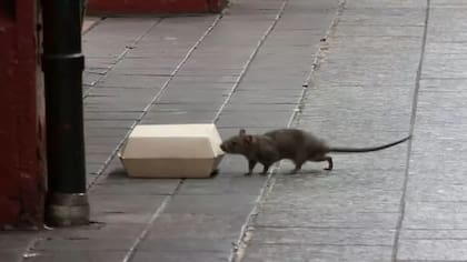 Las ratas se han convertido en imagen habitual del paisaje de Nueva York
