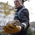 El ambicioso plan del nuevo alcalde de París para recuperar la “belleza” de la ciudad tras las críticas virales
