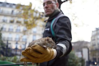 El ambicioso plan del nuevo alcalde de París para recuperar la “belleza” de la ciudad tras las críticas virales