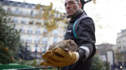 Chicago es la ciudad de Estados Unidos con más ratas por octavo año consecutivo.