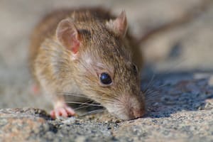 Las ratas vuelven a las calles de Nueva York con el calor: por qué aumentan los avistamientos