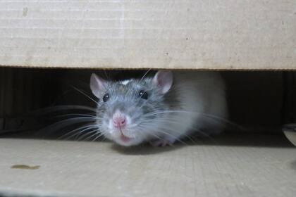 Las ratas volvieron a ser un problema para los ciudadanos de Nueva York