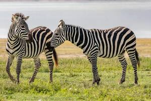 Por qué las cebras, los pandas y otros animales son blancos y negros