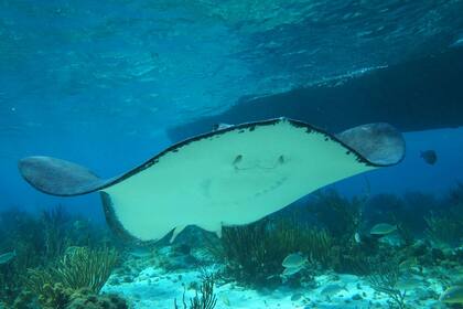 Investigadores de la Universidad Zhejiang buscaron la inspiración en las especies marinas para desarrollar un robot flexible para la exploración de los mares