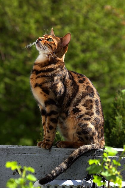 Las razas como los bengalíes o los siameses suelen ser más activas y dominantes