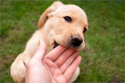 Las razones por las que los perros muerden a sus dueños