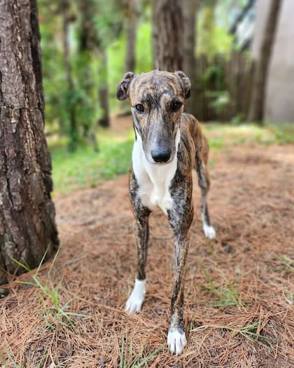 Las razones por las que tu perro te mira fijamente pueden ser diversas, pero en la mayoría de los casos están vinculadas al fuerte lazo (Foto: La Nación)