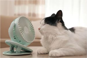 Cómo cuidar a las mascotas ante las altas temperaturas