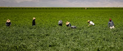 Las redadas migratorias generan temor entre los trabajadores y ponen en riesgo la continuidad laboral en las empacadoras, que temen quedarse sin personal en plena temporada agrícola