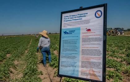 Las redadas no solo han expuesto la fragilidad del sistema agrícola, sino también la tensión entre las políticas migratorias y las necesidades económicas del país