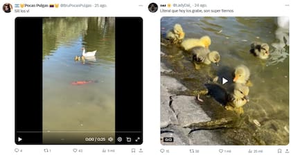 Las redes hicieron eco de los bebés gansos en el Parque Centenario