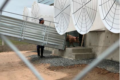 Las reproductoras empezaron a llegar a la granja