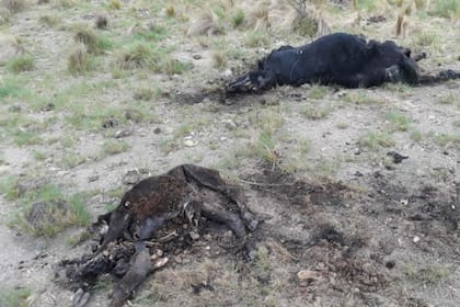 Las restricciones en San Luis le generaron serias dificultades a Aguado por los animales muertos