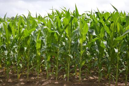 Las retenciones al maíz subirán de 12 a 15%