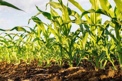 En segundo lugar, con un aporte de US$567 millones en DEX, se ubicó el complejo maicero