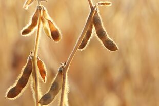 Las retenciones y la brecha quitan incentivos a producir