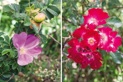 Las rosas antiguas eran una pasión para Cristel, pero en su vivero se cultivaban más de 200 variedades diferentes entre trepadoras, inglesas, híbridas de té