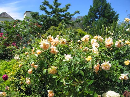 Las rosas Crepuscule Noisette Antigua se caracterizan por ser fuertes, vigorosas, trepadoras y con intenso perfume. Su aroma remite a frutas y especies