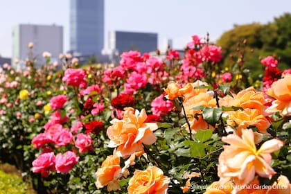 Las rosas de la zona romántica son de lo más destacado del paseo