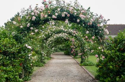 Las rosas deben podarse para quitar ramas secas, torcidas o que hayan dejado de producir flores