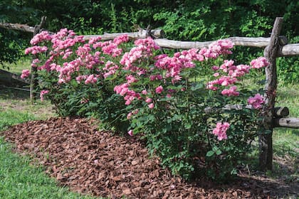 Las rosas floribundas, son ideales para cercos