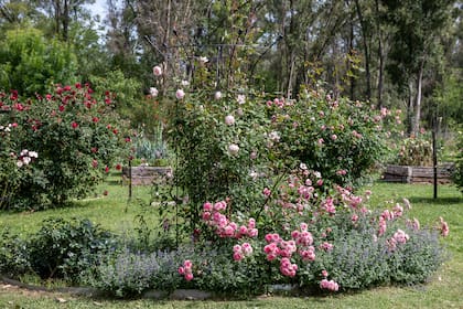 Las rosas pueden combinarse con otras plantas en el cantero, como herbáceas, que además cubren la tierra y evitan el desarrollo de malezas.