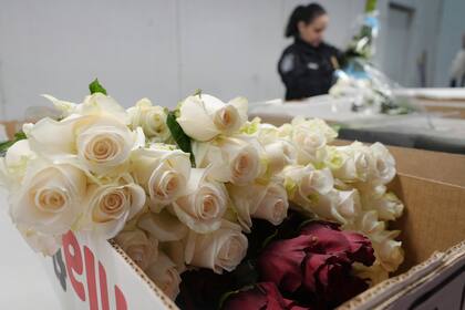 Las rosas pueden traer insectos y hasta enfermedades