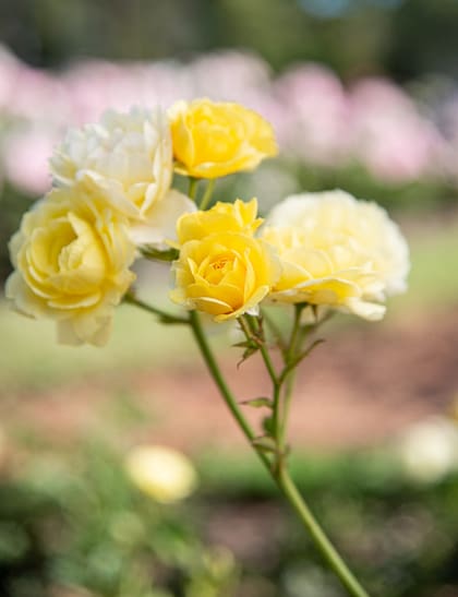 Las rosas son flores que tienen una conexión espiritual especial con las personas de Géminis.