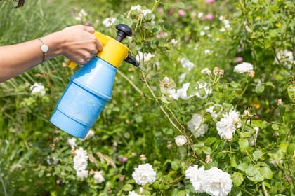 Las rosas son irresistibles incluso para los insectos. Las hormigas, por ejemplo, pueden afectar el desarrollo de los brotes tiernos y favorecer la aparición de pulgones