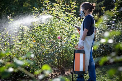 Las rosas son propensas a plagas, como arañuela roja y parda, abeja cortadora, pulgón y hormiga. Por eso es posible fumigar.