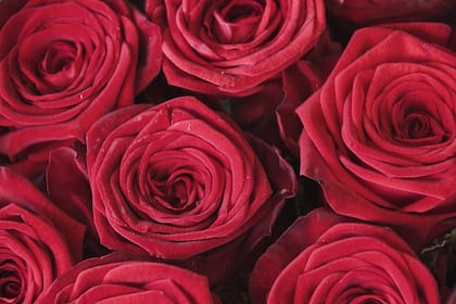 Las rosas son uno de los regalos más tradicionales de San Valentín
