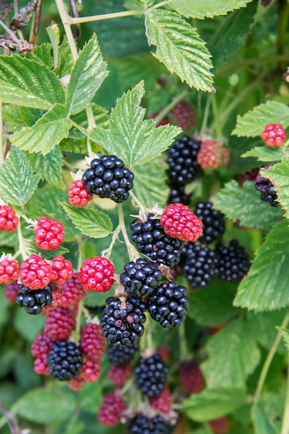 Las Rubus, como las zarzamoras, trepan en alambrados y cercos