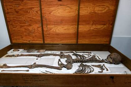 Los restos óseos de los primeros 16 reyes de la dinastía Copán, Kinich Yax Kuk Mo están siendo estudiados en la actualidad