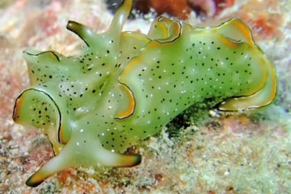 Las sacoglossa, como esta Elysia ornata, secuestran los cloroplastos de las algas para procesar energía de la luz solar