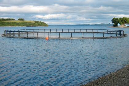 Las salmoneras son jaulas gigantes donde se crían los salmones de cultivo.