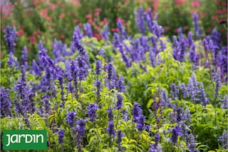 Aprendé cómo se llama cada salvia y dónde te conviene cultivarla