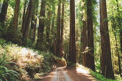 Las secuoyas estuvieron en peligro en los 90 por el avance de la industria maderera