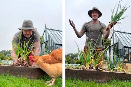 Las seguidoras del exjugador de Real Madrid y Manchester United envidian a las gallinas que se pavonean a su lado