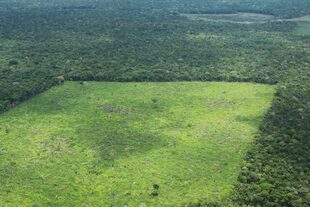 Las selvas del Guaviare, donde cayó la avioneta