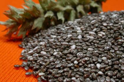 Las semillas de chía son ricas en calcio, fósforo, manganeso, hierro, potasio, zinc, cobre, vitaminas del complejo B y vitamina E