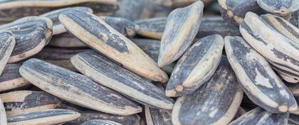 Las semillas de girasol son una fuente de vitaminas necesarias para desarrollar las diferentes funciones del cuerpo