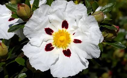 Las semillas de jara (Cistus ladanifer) caen al suelo y se mantienen enterradas durante varios años, en un estado de dormancia