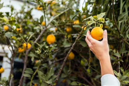 Las semillas de las frutas cumplen un importante rol botánico