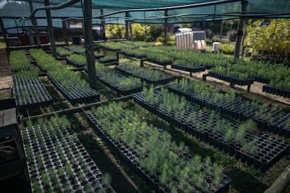 Las semillas de pinos germinan en el vivero y permanecen allí los primeros meses
