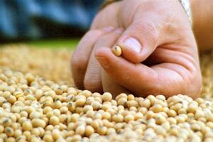 El Gobierno dispuso un mayor control para evitar el comercio ilegal en semillas de soja y otros productos