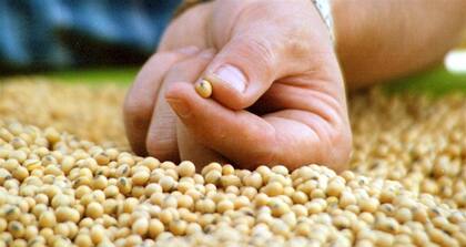 Las semillas, en el foco del debate