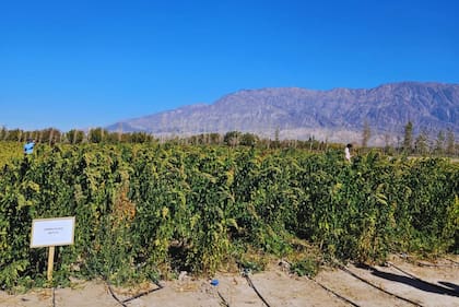 Las semillas fueron provistas por el equipo del INTA San Juan integrado por Lucas Guillén, Gonzalo Roqueiro y Nadia Bárcena, y en articulación con profesionales de otras unidades del organismo a través de la Red Quinua
